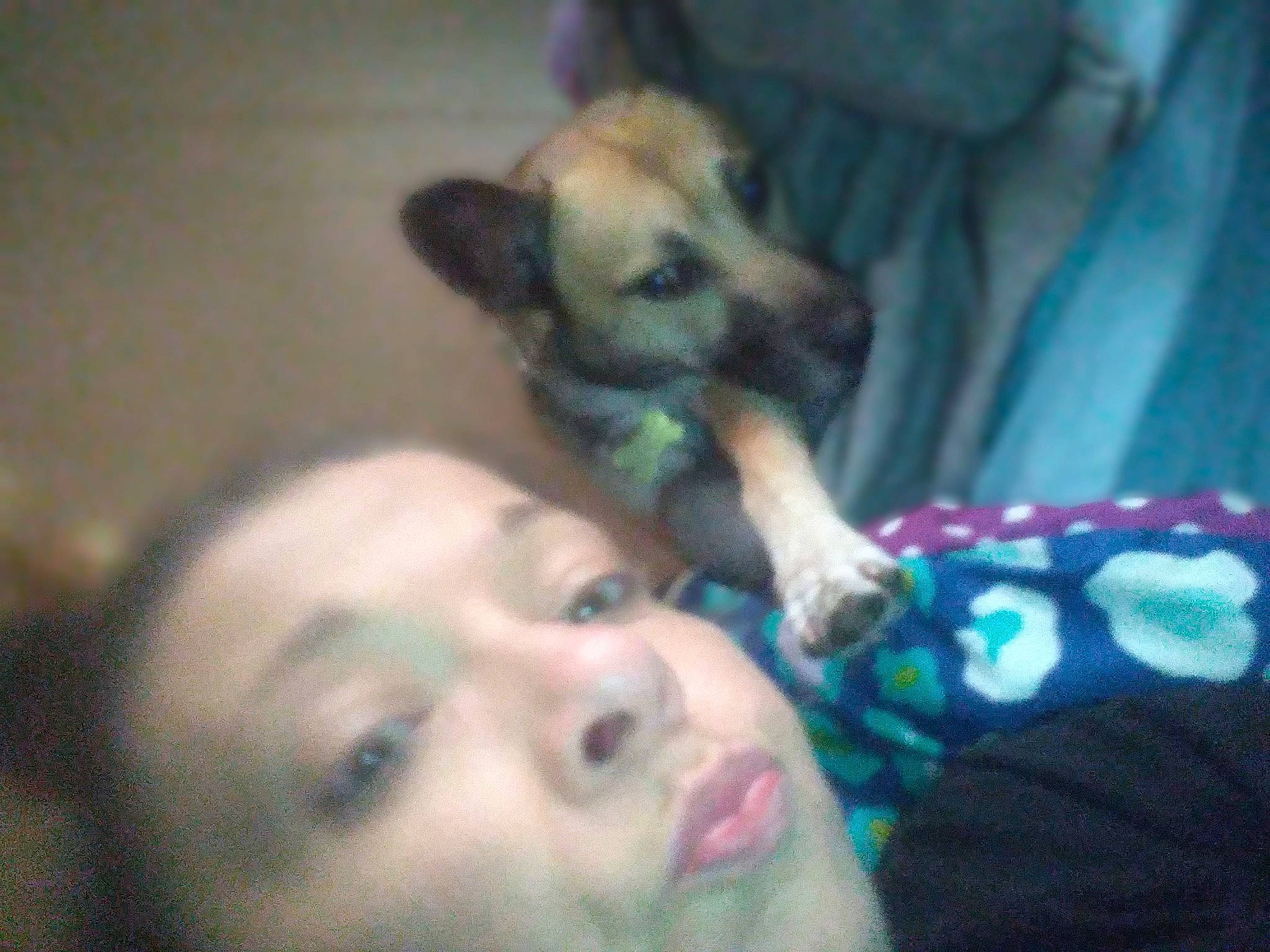 Max joined the competition — help win amazing prizes! carnivore, comfort, companion_dog, dog, dog_breed, ear, eyelash, fawn, fun, fur, happy, iris, jaw, mouth, nap, nose, paw, selfie, toy_dog, whiskers