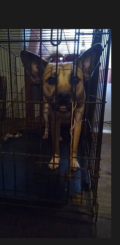 Max is registered to the contest to win money with this photo: canidae, carnivore, companion_dog, dog, dog_breed, event, fawn, felidae, fur, glass, metal, pet_supply, recreation, small_to_medium_sized_cats, snout, sporting_group, terrestrial_animal, toy_dog, whiskers, working_animal