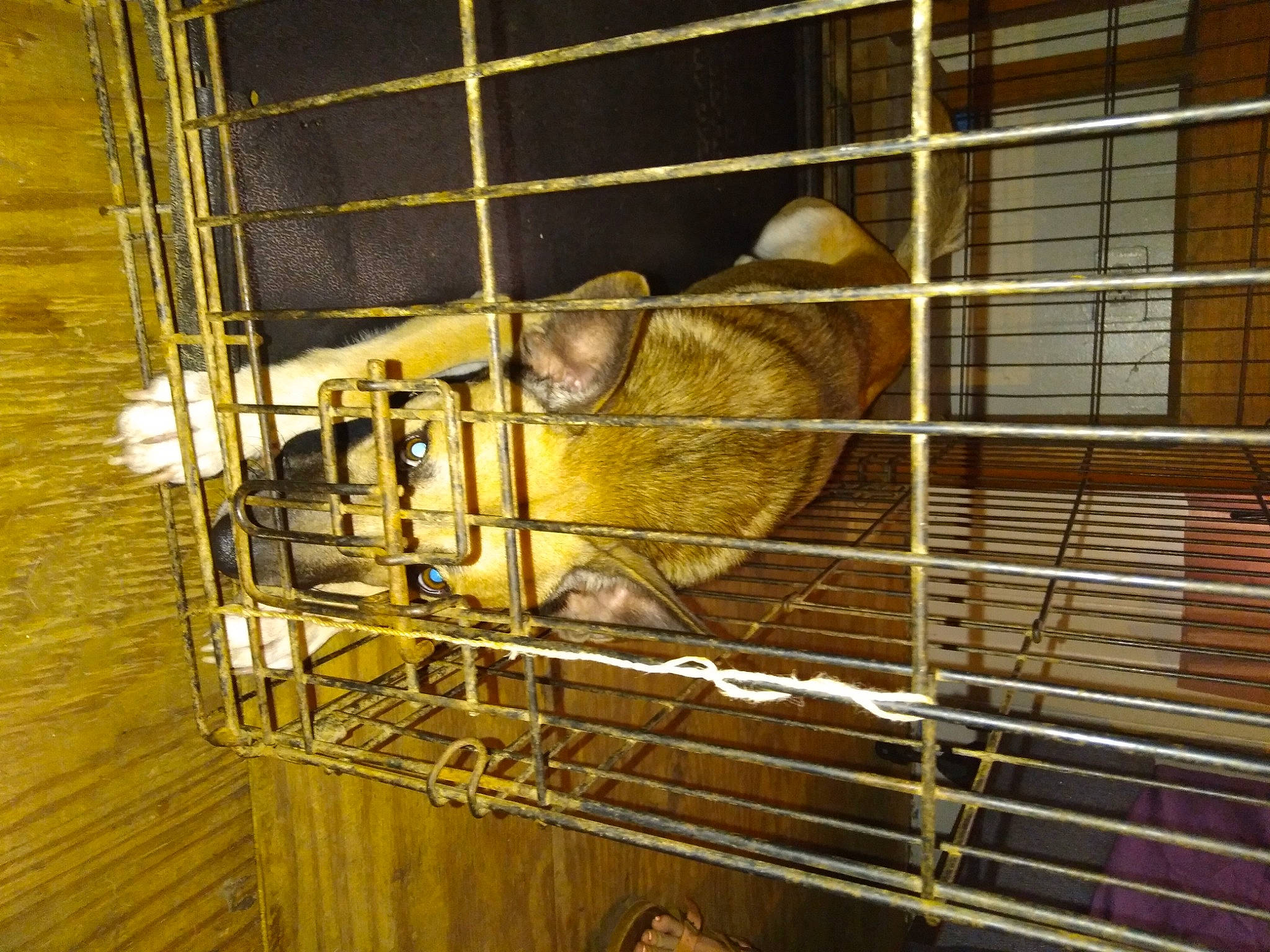 Max joined the competition — help win amazing prizes! animal_shelter, cage, degu, fur, machine, mammal, mesh, metal, mouse, muridae, muroidea, pet_supply, rat, rodent, service, snout, whiskers, window, wood, working_animal