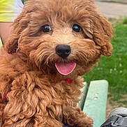 Bubby joined the competition — help win amazing prizes! puppy, dog, curly_fur, tongue_out, happy, close_up, outdoor, bench, grass, person, bracelet, shoe, park, cute, pet, animal, hand, summer, nature, smiling