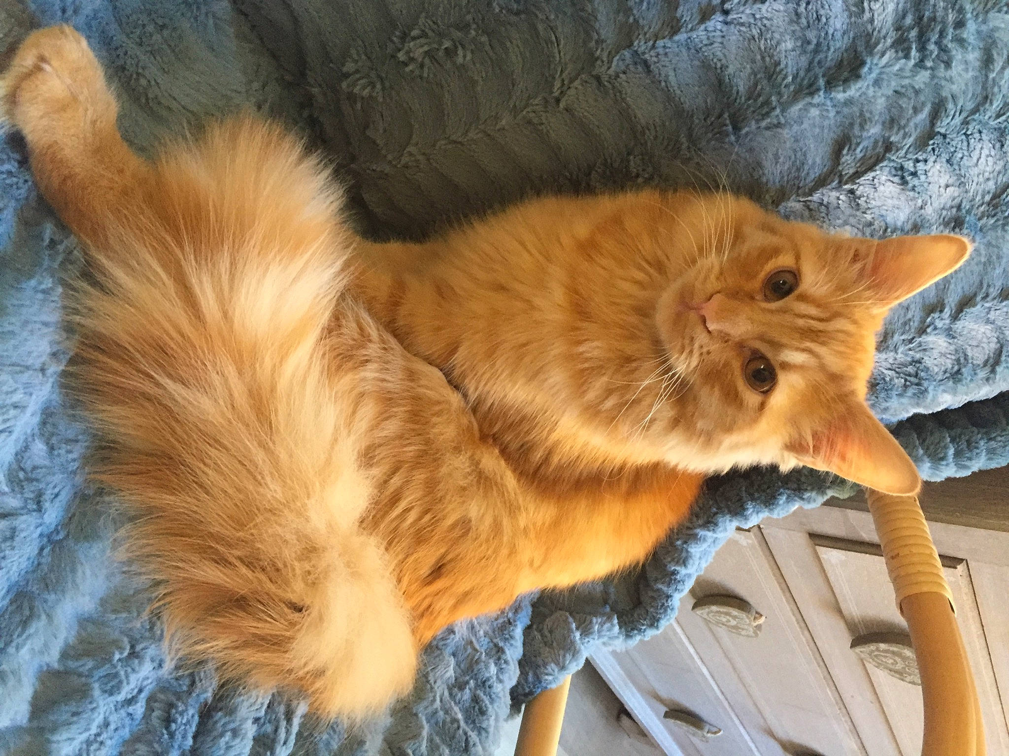 Lucien a rejoint le concours — aidez-le/la à gagner de superbes lots ! box, canidae, carnivore, cat, claw, comfort, companion_dog, dog_breed, domestic_short_haired_cat, fawn, felidae, fur, paw, small_to_medium_sized_cats, snout, tail, terrestrial_animal, whiskers, window, wood