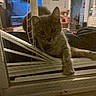 Spark is registered to the contest to win money with this photo: cat, window, screen, paw, indoor, furniture, blurred_background, curious, pet, animal, domestic, resting, cozy, home, reflection, lighting, shadow, closeup, face, ears