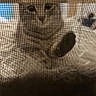 Spark is registered to the contest to win money with this photo: cat, window, screen, mesh, pet, curious, closeup, indoor, animal, face, looking, outdoor_view, blurred_background, feline, whiskers, ears, eyes, grid, texture, shadow