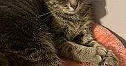Spark is registered to the contest to win money with this photo: cat, tabby_cat, pet, animal, feline, fur, whiskers, paws, tail, bed, pink, plush, indoor, shadow, wall, resting, cute, closeup, sleepy, calm
