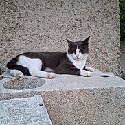 Vanille participe au concours pour gagner de l'argent avec cette photo : cat, animal, gray, white, concrete, texture, outdoor, resting, feline, pet, relaxed, lying_down, closeup, side_view, nature, stone, quiet, calm, daylight, background