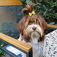 Lilou a rejoint le concours — aidez-le/la à gagner de superbes lots ! biewer_terrier, canidae, carnivore, companion_dog, dog, dog_breed, havanese, lhasa_apso, liver, lowchen, mammal, petit_basset_griffon_vendeen, rare_breed_dog, shih_tzu, sporting_group, terrier, tibetan_terrier, toy_dog, vertebrate, yorkshire_terrier