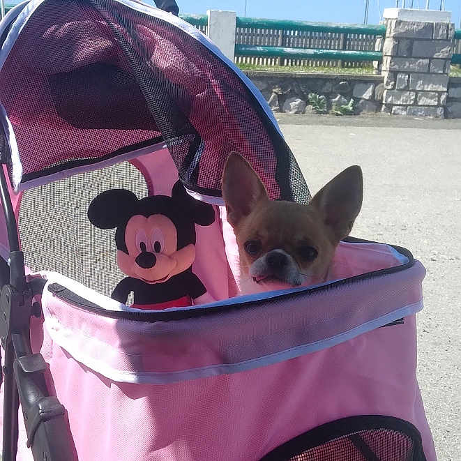 Ula participe au concours pour gagner de l'argent avec cette photo : adult, animal, architecture, building, canine, dog, face, head, male, man, outdoors, person, pet, photography, puppy, shelter, stroller, toy, water, waterfront