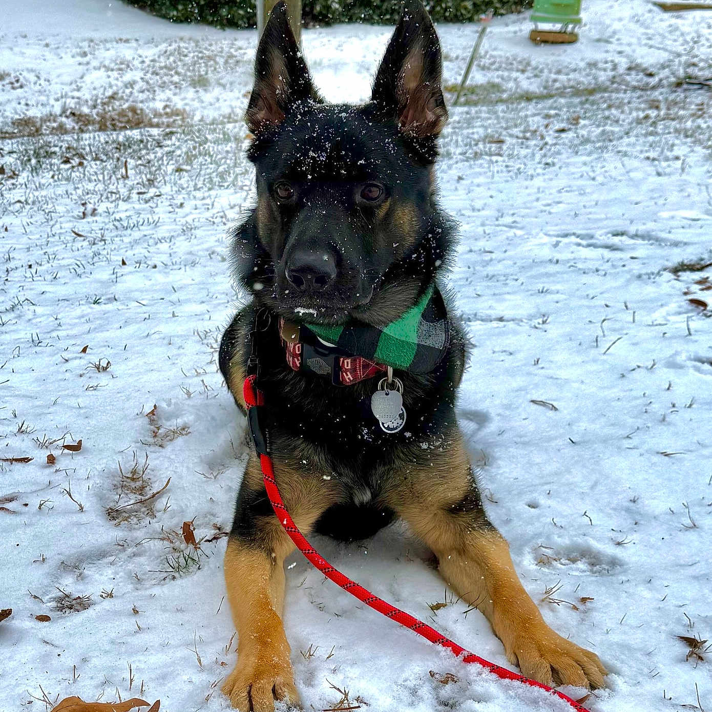 Ace joined the competition — help win amazing prizes! accessories, animal, architecture, building, canine, dog, germanshepherd, leash, nature, outdoors, pet, plant, policedog, puppy, snout, snow, strap, tree, winter, yard