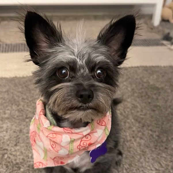 Tilly