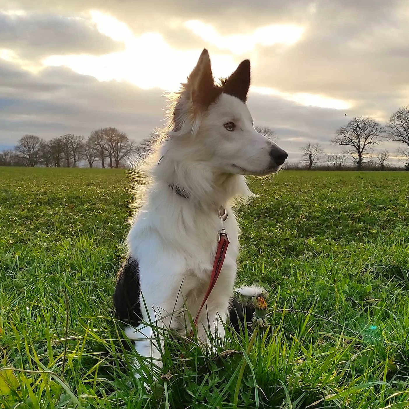 Punky a rejoint le concours — aidez-le/la à gagner de superbes lots ! animal, canine, collie, dog, eskimodog, field, grass, grassland, green, horizon, husky, nature, outdoors, person, pet, plant, puppy, sky, tree, whitedog
