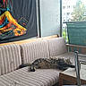 cat, fluffy_cat, longhaired_cat, sleeping, lounging, stretched_out, sofa, couch, striped_fabric, living_room, balcony, window, sunlight, tapestry, wall_art, coffee_table, chair, home_interior, relaxation, nap