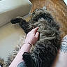 cat, furry, fluffy, long_hair, black_fur, gray_fur, belly_up, lying_down, relaxed, playful, paw, tail, petting, human_hand, tattoo, couch, sofa, hardwood_floor, indoor, toy