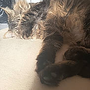 Samy participe au concours pour gagner de l'argent avec cette photo : cat, sleeping, long_hair, shaggy_fur, tabby, pet, animal, couch, indoors, sunlight, nap, relaxed, paws, whiskers, ears, fur, cozy, resting, close_up, home