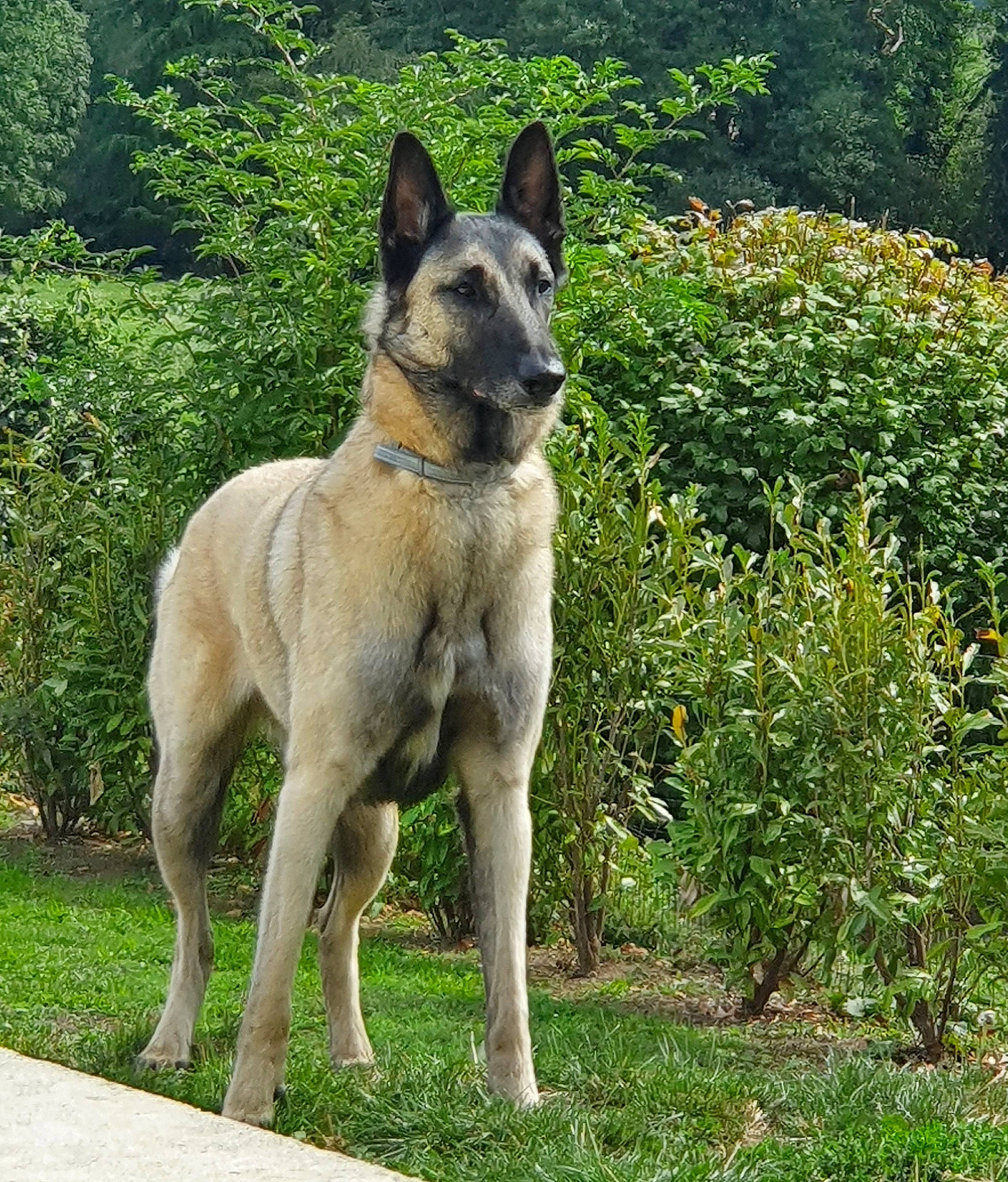 Pitch participe au concours pour gagner de l'argent avec cette photo : ancient_dog_breeds, canidae, carnivore, collar, companion_dog, dog, dog_breed, dog_collar, fawn, flower, grass, groundcover, plant, snout, sporting_group, tail, terrestrial_animal, tree, working_animal, working_dog