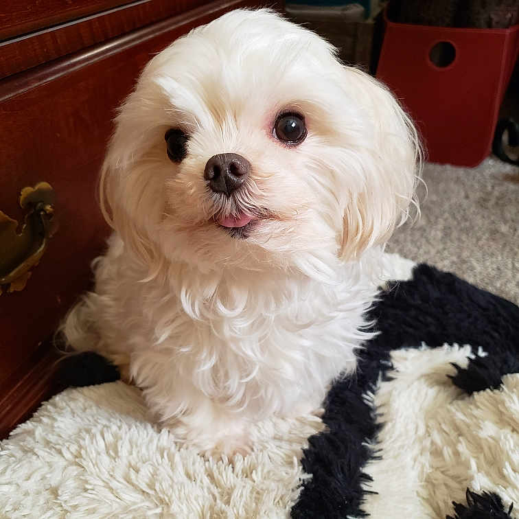 Angel Noel joined the competition — help win amazing prizes! animal, blanket, canine, cockerspaniel, couch, dog, drawer, eskimodog, furniture, hardwood, machine, papillon, pet, poodle, puppy, shelf, terrier, wheel, whitedog, wood