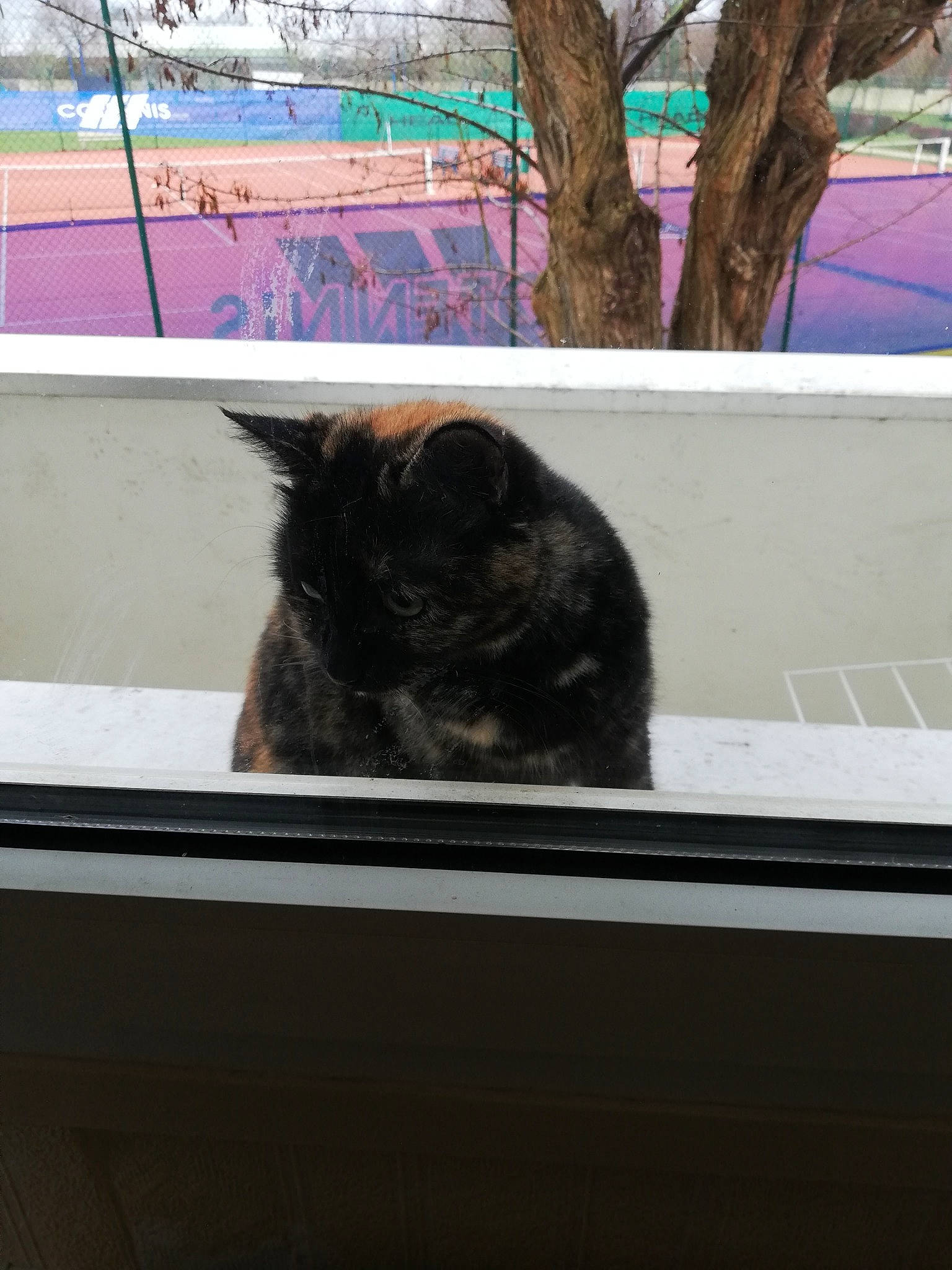 Souris a rejoint le concours — aidez-le/la à gagner de superbes lots ! automotive_exterior, automotive_window_part, carnivore, cat, felidae, fur, glass, motor_vehicle, plant, rectangle, shade, small_to_medium_sized_cats, snout, tail, tints_and_shades, tree, vehicle_door, whiskers, window, windshield