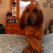 Brandi is registered to the contest to win money with this photo: animal, bed, bloodhound, brown_dog, calm, canine, cozy, crossed_paws, decor, dog, dresser, furniture, indoor, mirror, paws, pet, portrait, resting, room, wooden_furniture
