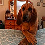 animal, bed, bloodhound, brown_dog, calm, canine, cozy, crossed_paws, decor, dog, dresser, furniture, indoor, mirror, paws, pet, portrait, resting, room, wooden_furniture