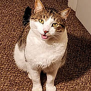 Jones is registered to the contest to win money with this photo: cat, indoor, carpet, animal, pet, feline, curious, white, brown, yellow_eyes, sitting, looking_up, mouth_open, fur, closeup, domestic, cute, whiskers, ears, door