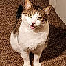 cat, indoor, carpet, animal, pet, feline, curious, white, brown, yellow_eyes, sitting, looking_up, mouth_open, fur, closeup, domestic, cute, whiskers, ears, door