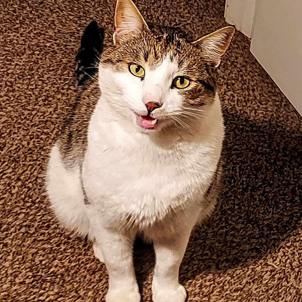 Jones is registered to the contest to win money with this photo: cat, indoor, carpet, animal, pet, feline, curious, white, brown, yellow_eyes, sitting, looking_up, mouth_open, fur, closeup, domestic, cute, whiskers, ears, door