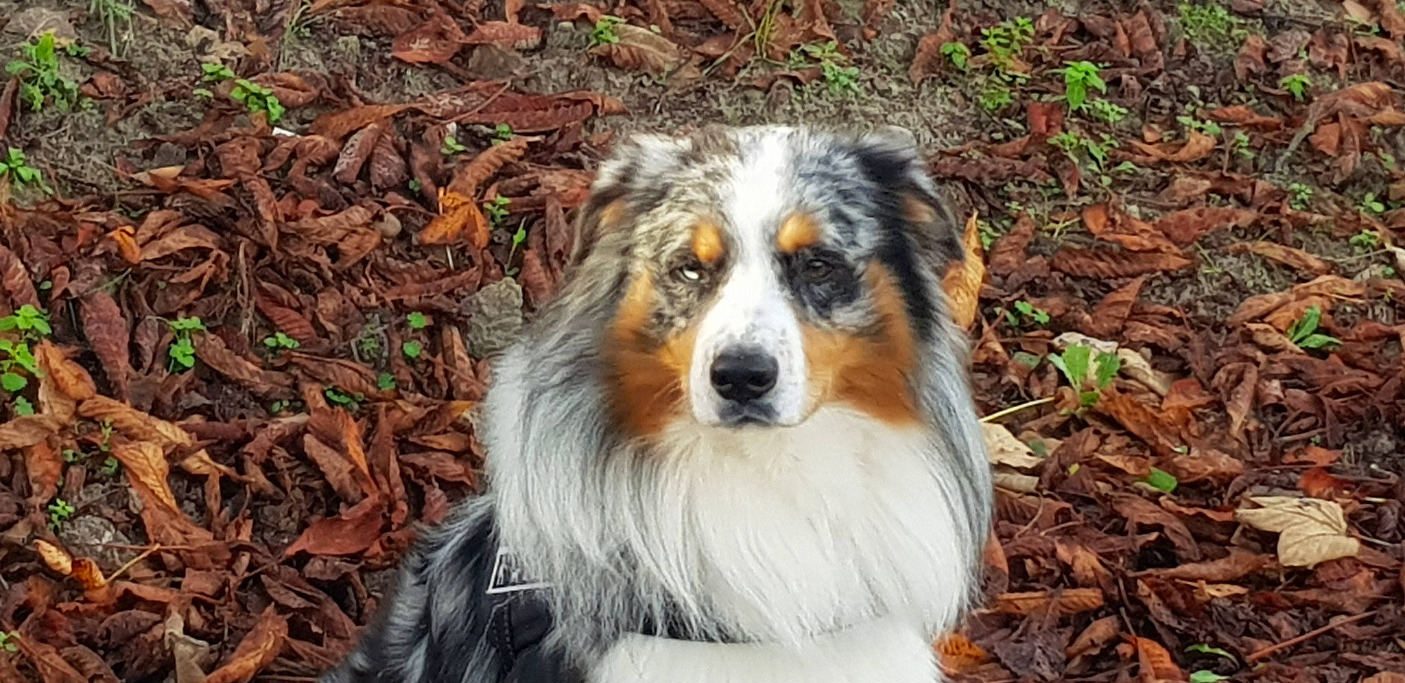 Roxe participe au concours pour gagner de l'argent avec cette photo : canidae, carnivore, collie, companion_dog, dog, dog_breed, fur, grass, herding_dog, plant, scotch_collie, snout, soil, sporting_group, terrestrial_animal, whiskers, wildlife, working_dog