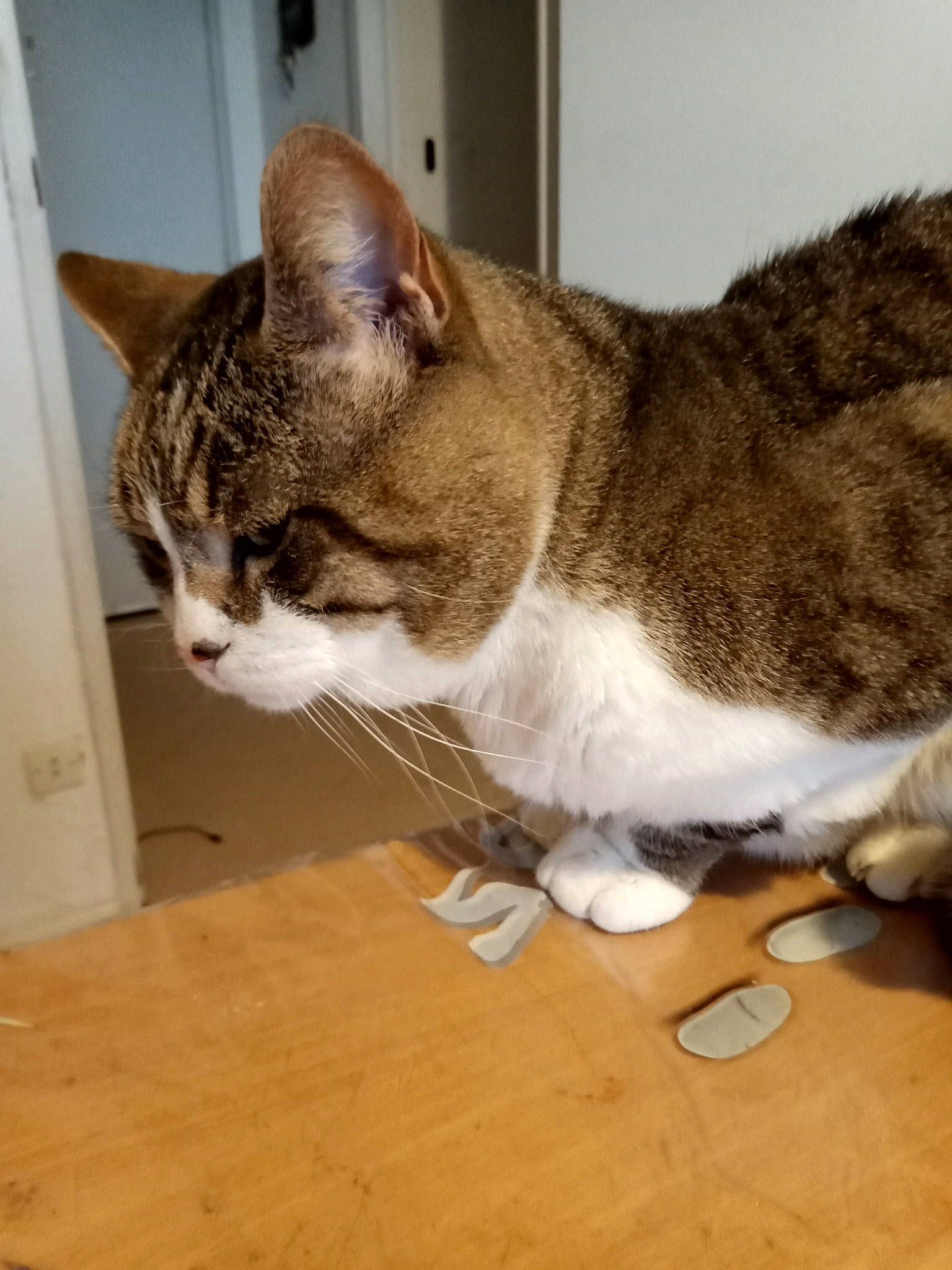 Tigrou a rejoint le concours — aidez-le/la à gagner de superbes lots ! carnivore, cat, comfort, domestic_short_haired_cat, felidae, floor, flooring, fur, hardwood, laminate_flooring, paw, plywood, small_to_medium_sized_cats, snout, tail, varnish, whiskers, wood, wood_flooring, wood_stain