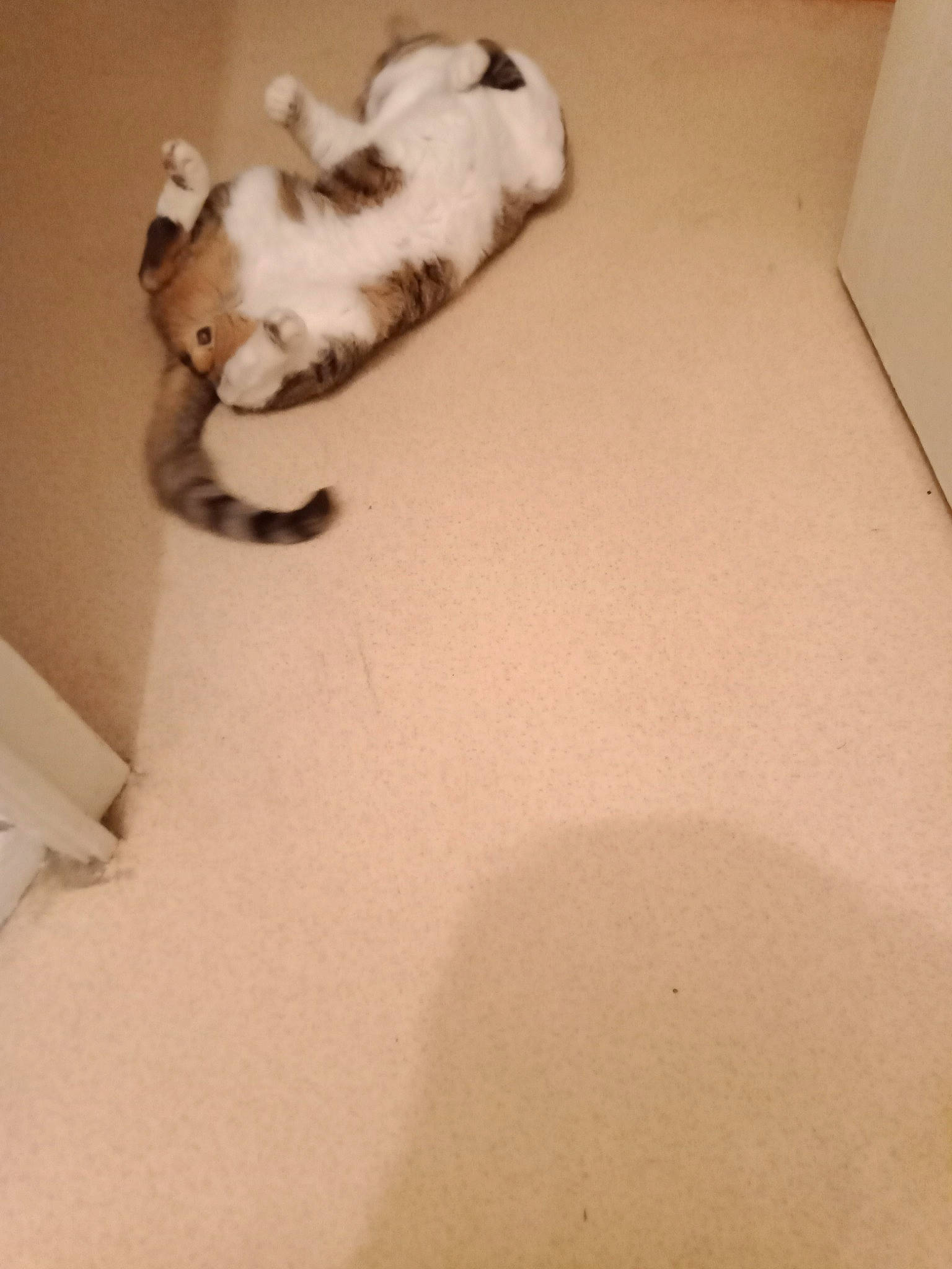 Tigrou participe au concours pour gagner de l'argent avec cette photo : carnivore, cat, comfort, companion_dog, dog_breed, domestic_short_haired_cat, eye, fawn, felidae, flooring, hardwood, human_leg, leg, mammal, paw, small_to_medium_sized_cats, snout, tail, whiskers, wood