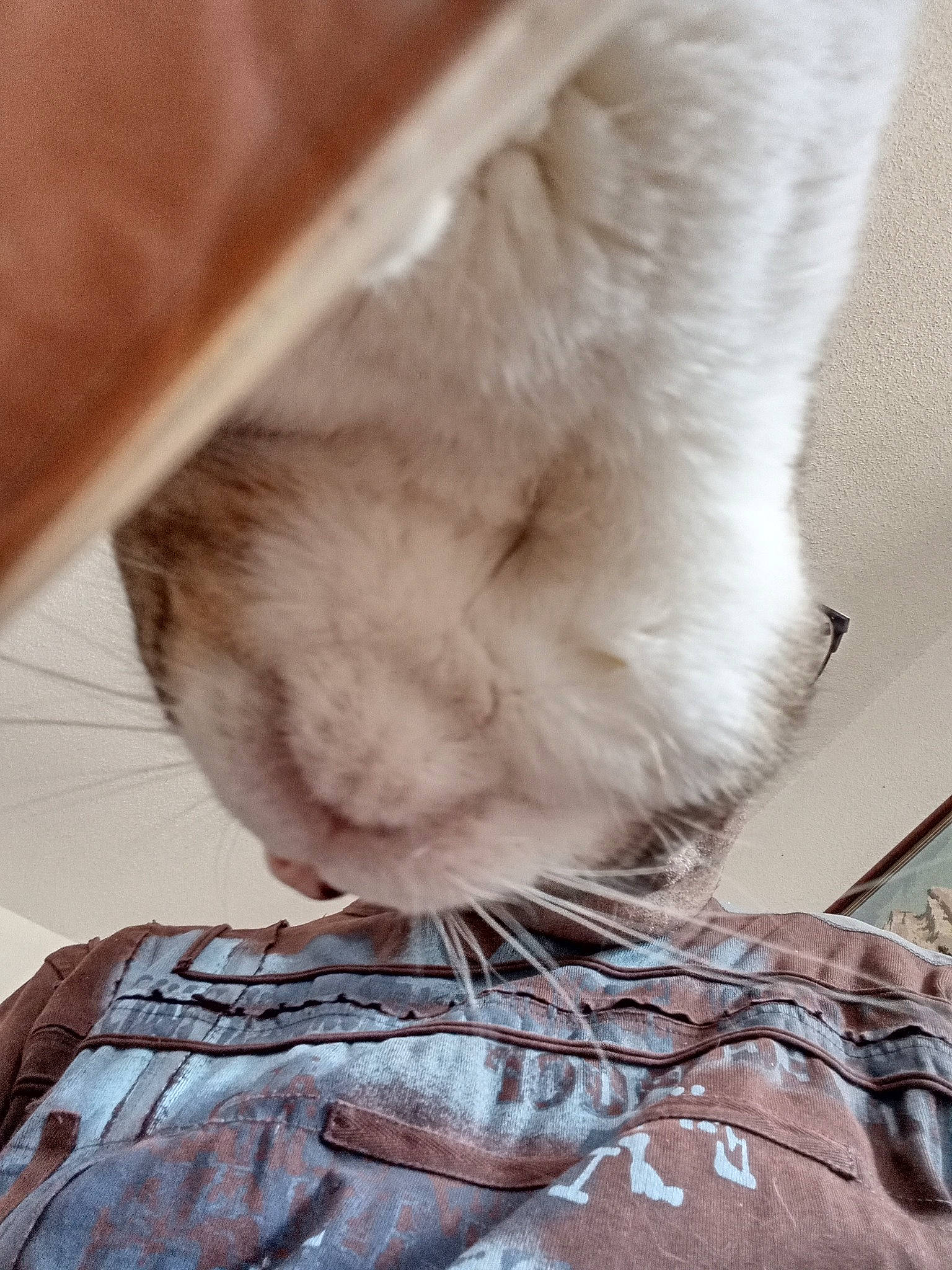 Tigrou a rejoint le concours — aidez-le/la à gagner de superbes lots ! bedding, carnivore, cat, comfort, domestic_short_haired_cat, fawn, felidae, flooring, foot, fur, gesture, hardwood, human_leg, linens, paw, small_to_medium_sized_cats, tail, textile, whiskers, wood