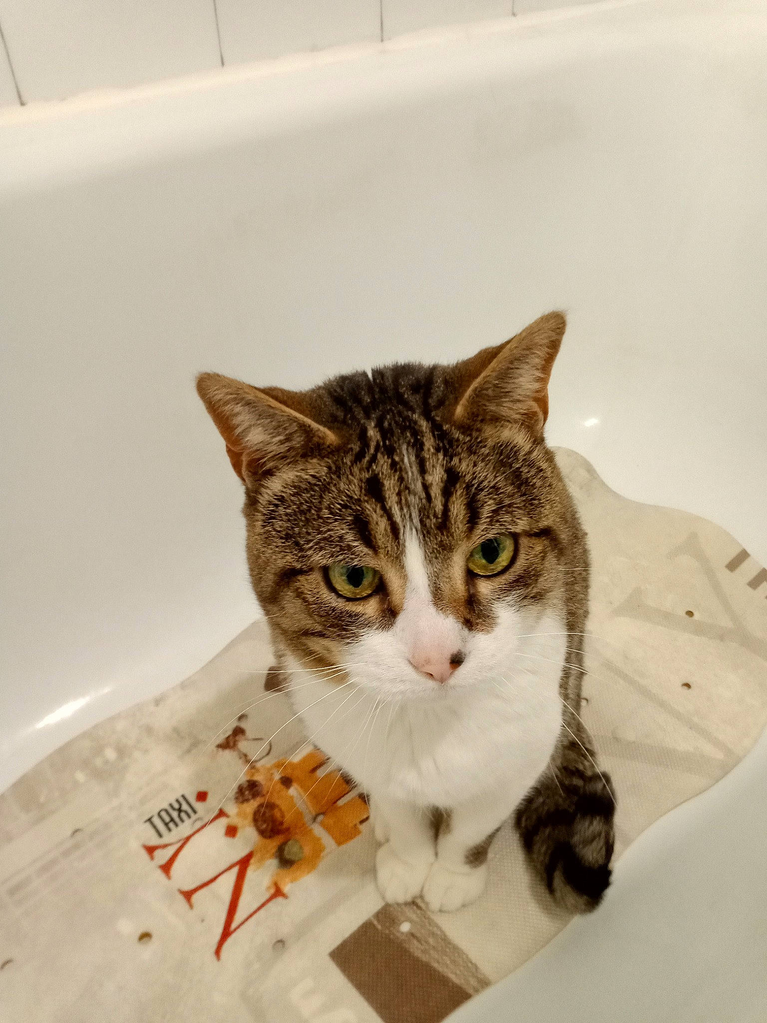 Tigrou participe au concours pour gagner de l'argent avec cette photo : box, carnivore, cat, domestic_short_haired_cat, door, felidae, flooring, fur, paper, paper_product, paw, photo_caption, small_to_medium_sized_cats, snout, tail, terrestrial_animal, whiskers, window