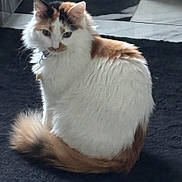 Gabby is registered to the contest to win money with this photo: cat, fluffy, white, brown, tail, fur, pet, indoor, carpet, animal, sitting, calm, curious, feline, cute, domestic, soft, portrait, side_view, relaxed