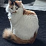 cat, fluffy, white, brown, tail, fur, pet, indoor, carpet, animal, sitting, calm, curious, feline, cute, domestic, soft, portrait, side_view, relaxed