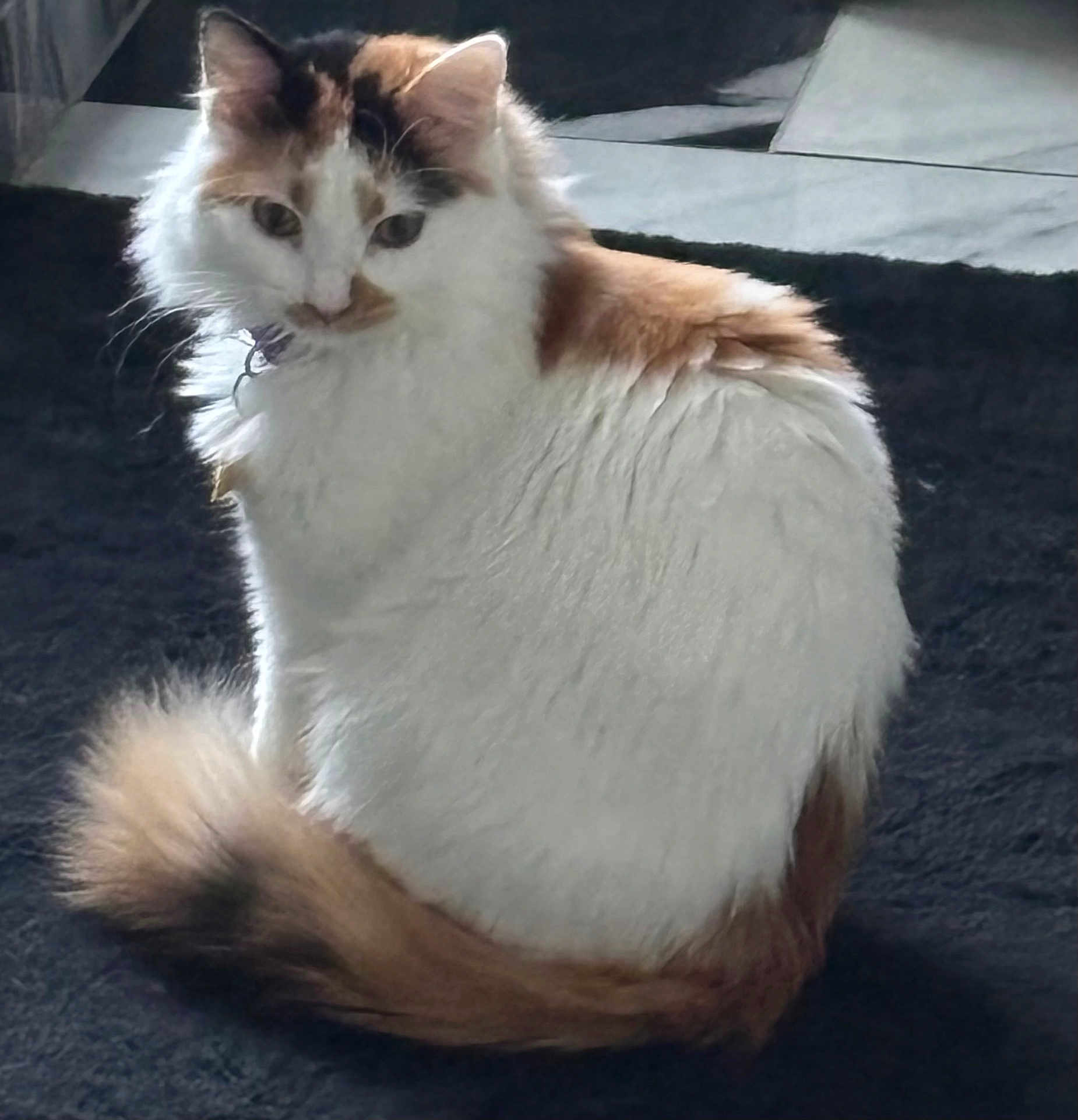 Gabby is registered to the contest to win money with this photo: cat, fluffy, white, brown, tail, fur, pet, indoor, carpet, animal, sitting, calm, curious, feline, cute, domestic, soft, portrait, side_view, relaxed