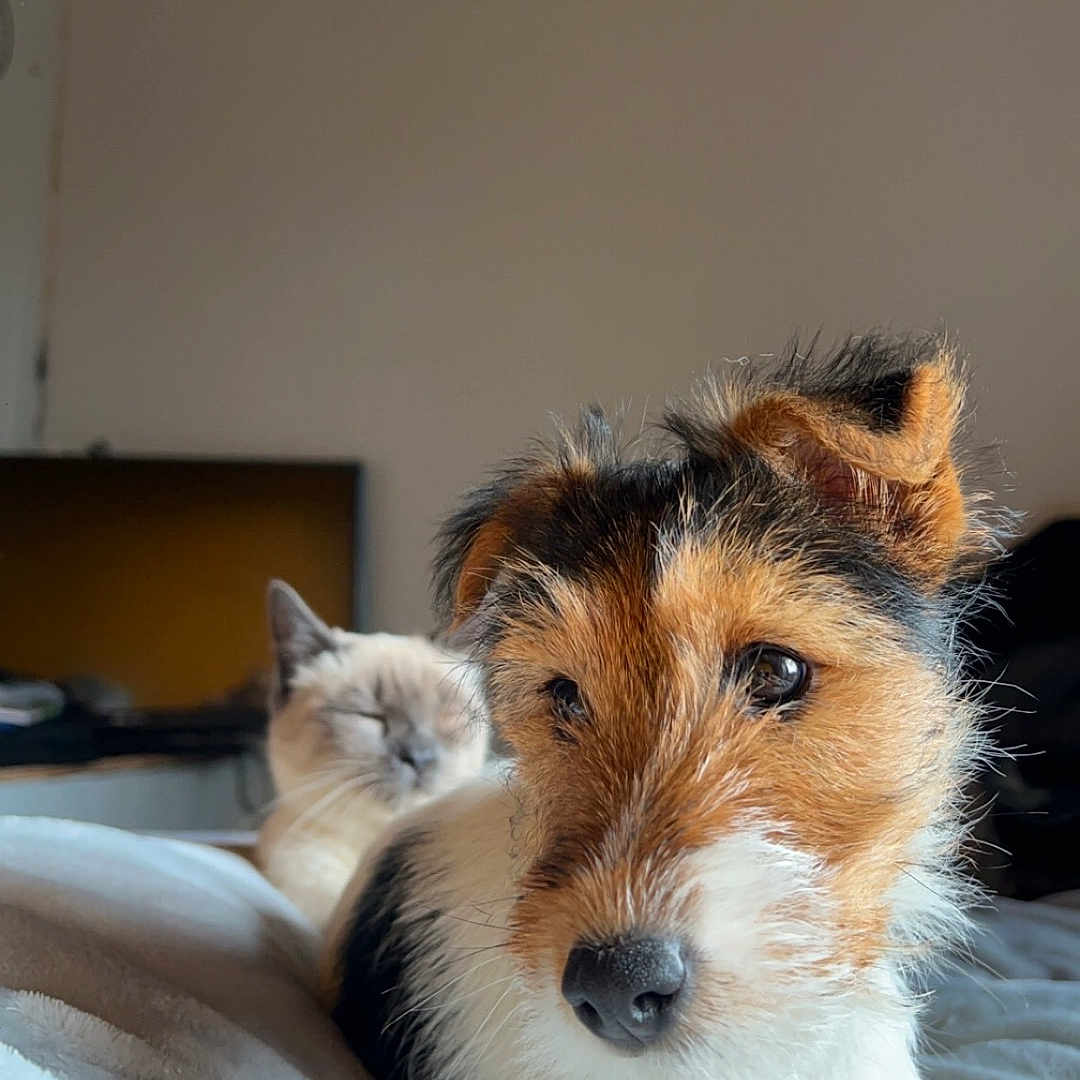 Ula participe au concours pour gagner de l'argent avec cette photo : airedale, animal, bed, bedroom, blanket, canine, cat, cockerspaniel, collie, couch, dog, furniture, hound, indoors, kitten, pet, puppy, room, terrier, wood