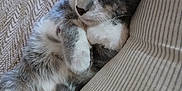 Milo joined the competition — help win amazing prizes! cat, gray_tabby, sleeping, pet, indoor, bed, pillow, blanket, cozy, nap, whiskers, paw, fur, ears, closed_eyes, close_up, domestic_cat, relaxed, stripes, bedding