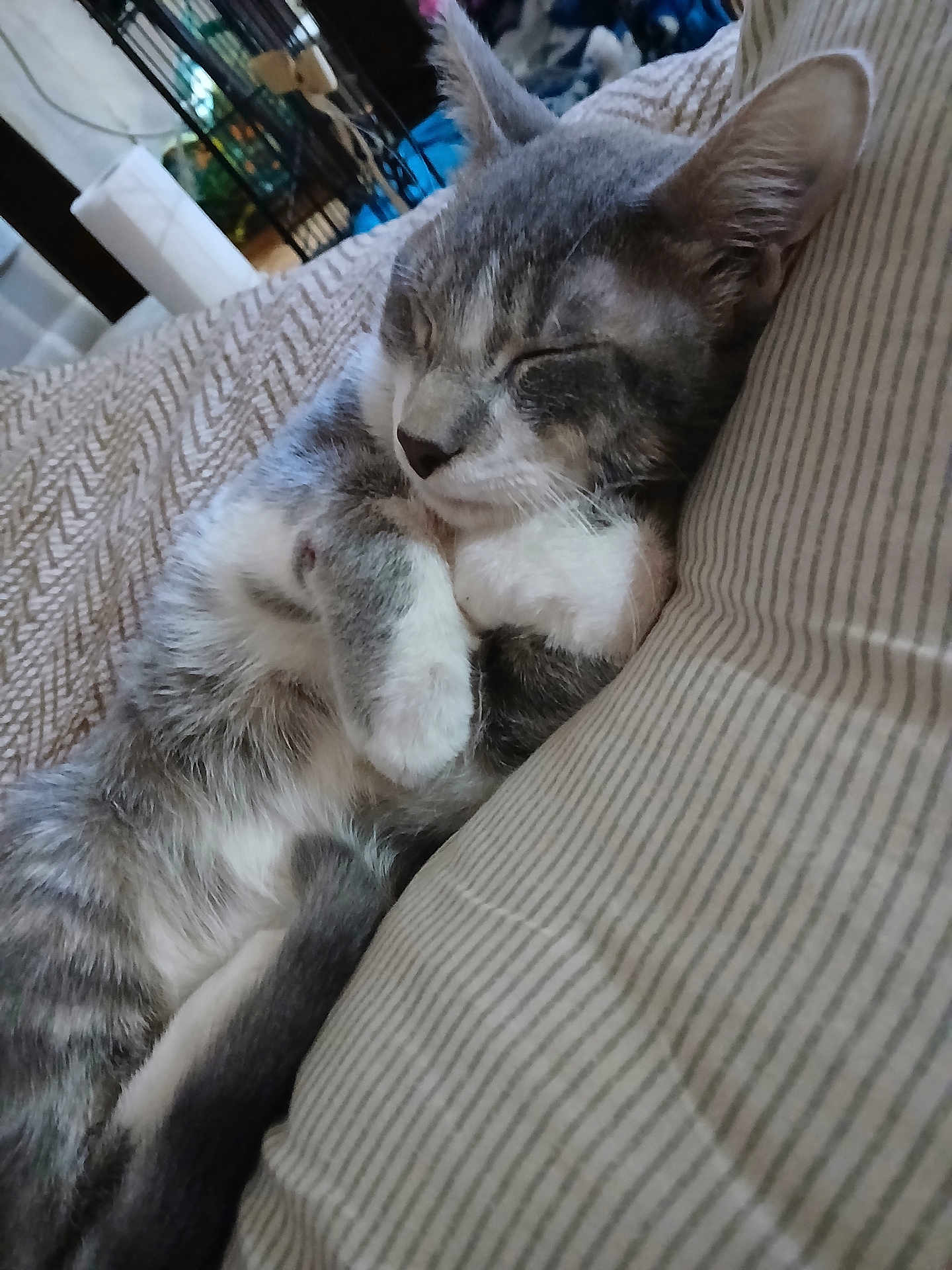 Milo joined the competition — help win amazing prizes! cat, gray_tabby, sleeping, pet, indoor, bed, pillow, blanket, cozy, nap, whiskers, paw, fur, ears, closed_eyes, close_up, domestic_cat, relaxed, stripes, bedding