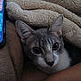 Milo is registered to the contest to win money with this photo: cat, kitten, blanket, smartphone, screen, eyes, ears, fur, whiskers, cozy, indoor, close_up, portrait, pet, bedding, curled_up, soft_texture, curious, resting, mobile_device