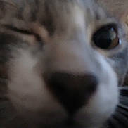 Milo is registered to the contest to win money with this photo: cat, close_up, whiskers, nose, eye, blur, indoor, fur, tabby, pet, portrait, macro, cozy, blanket, sleeping, curious, whisker_study, soft_texture, face, cute