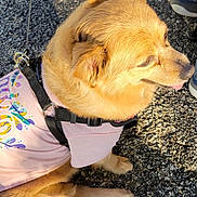 Bambi is registered to the contest to win money with this photo: dog, golden_fur, pink_shirt, harness, leash, asphalt, sunlight, shadow, outdoor, pet, canine, sitting, tongue_out, casual, human_leg, shoe, pavement, daylight, fluffy, relaxed