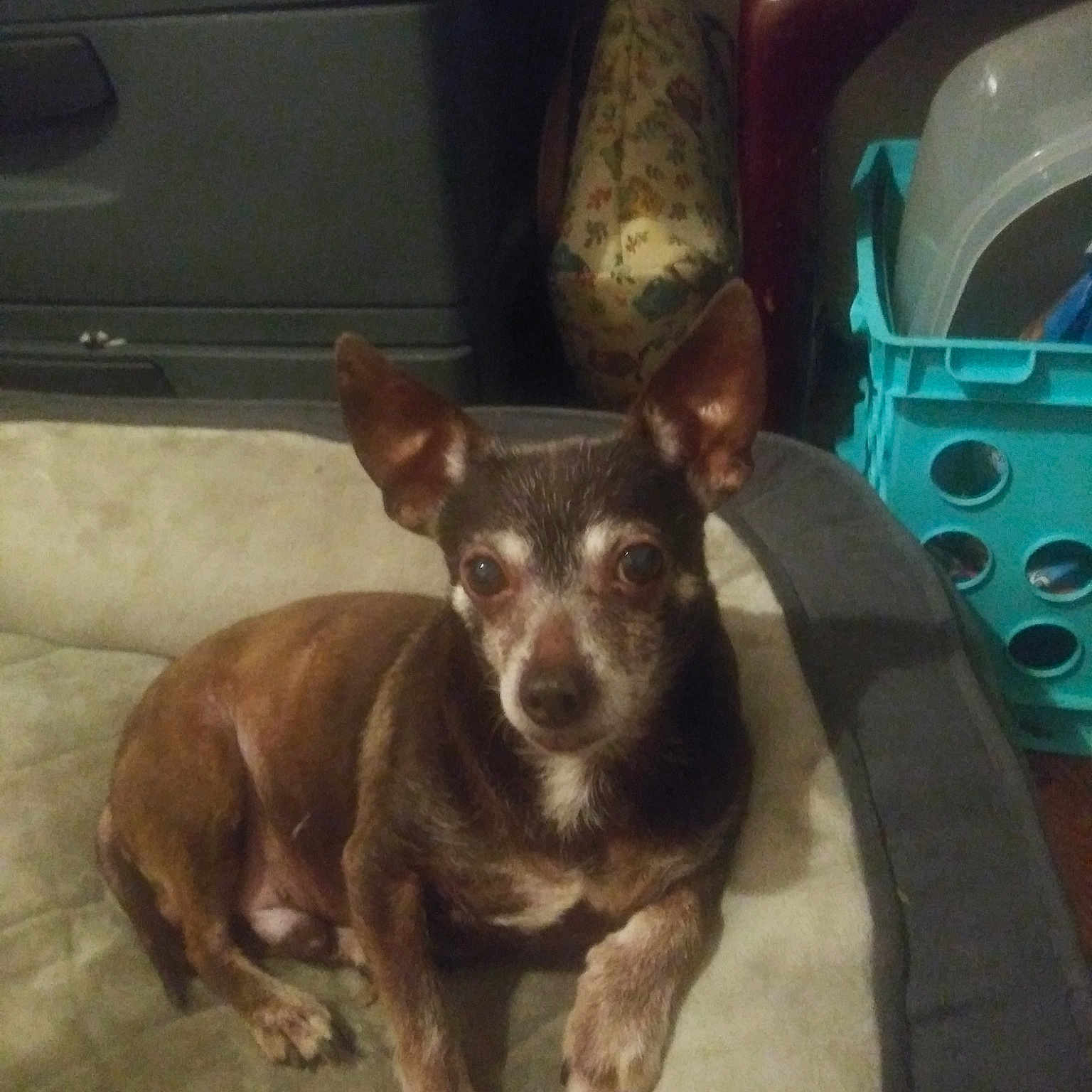 Chewy joined the competition — help win amazing prizes! australian_kelpie, canidae, carnivore, chihuahua, dog, dog_breed, ear, fawn, miniature_pinscher, puppy, toy_dog