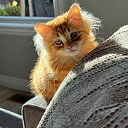 Hutch joined the competition — help win amazing prizes! kitten, cat, orange_cat, fluffy_fur, indoor, blanket, knitted, cozy, sunlight, window, soft_light, curious, pet, cute, animal, feline, closeup, texture, warm, home
