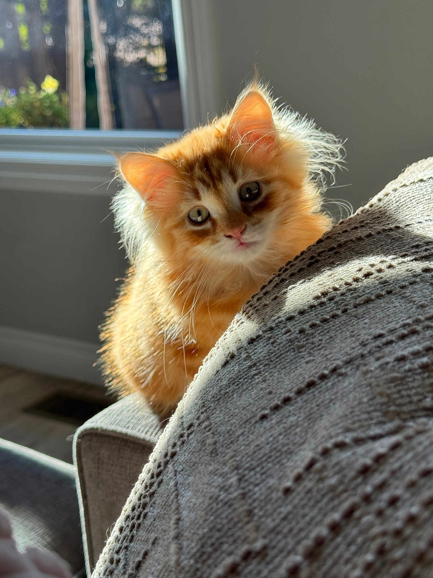 Hutch joined the competition — help win amazing prizes! kitten, cat, orange_cat, fluffy_fur, indoor, blanket, knitted, cozy, sunlight, window, soft_light, curious, pet, cute, animal, feline, closeup, texture, warm, home