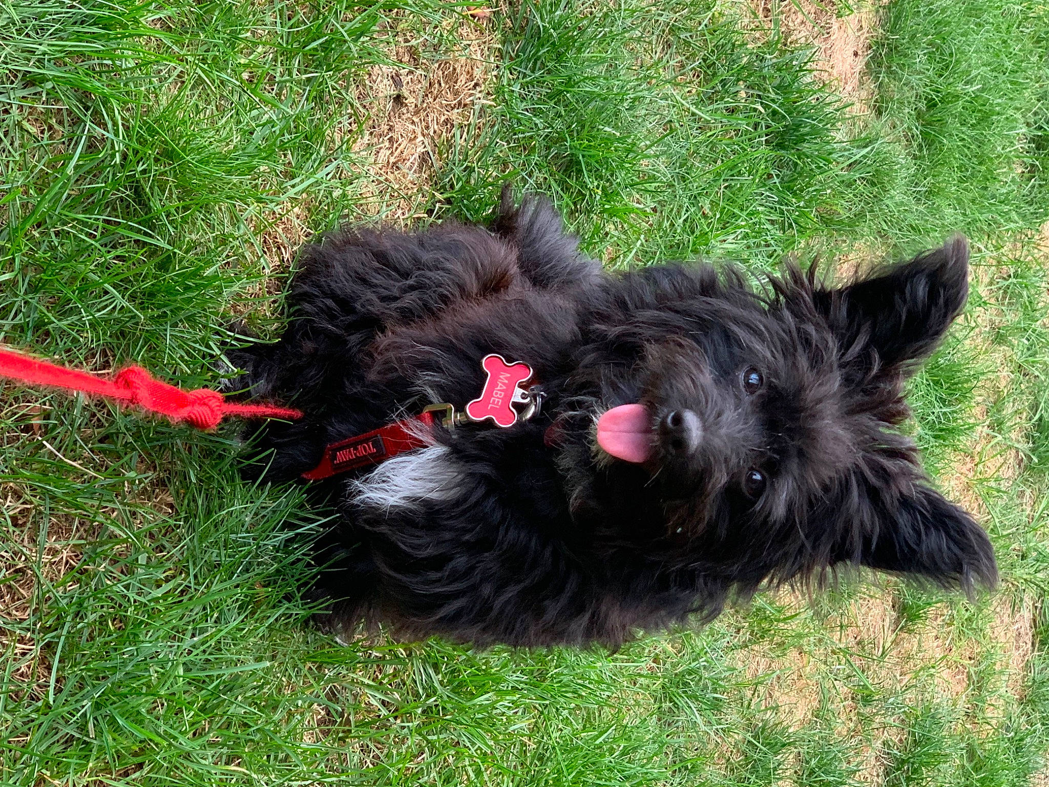 Mabel is registered to the contest to win money with this photo: canidae, carnivore, collar, companion_dog, dog, dog_breed, dog_collar, dog_supply, grass, liver, non_sporting_group, small_terrier, sporting_group, tail, terrier, toy_dog, water_dog, working_animal, working_dog