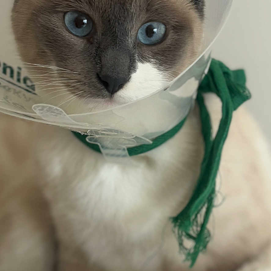 Duchesse participe au concours pour gagner de l'argent avec cette photo : abyssinian, accessories, animal, bag, basket, cat, homedecor, kitten, linen, pet, siamese, strap, totebag
