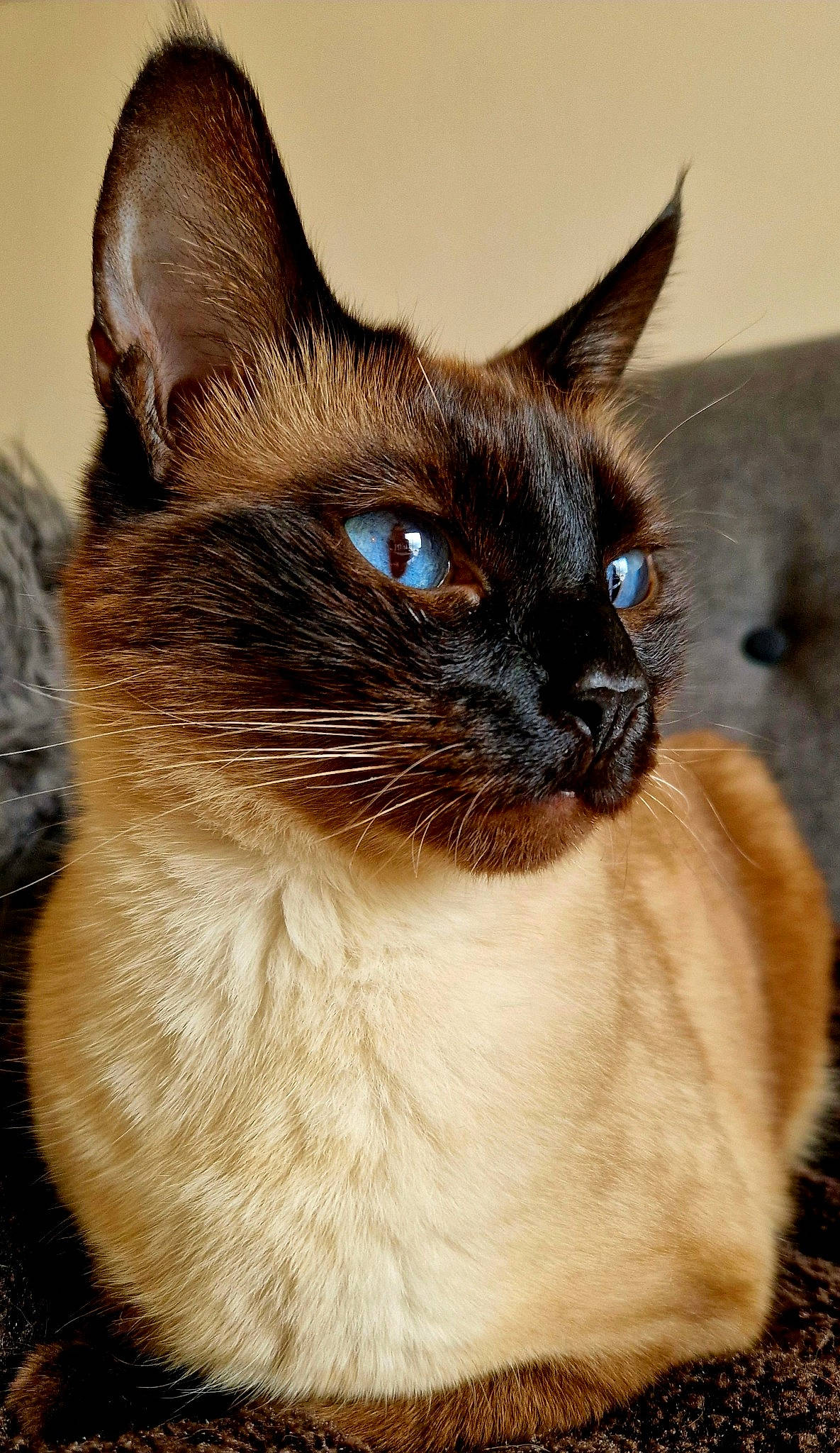 Tempête participe au concours pour gagner de l'argent avec cette photo : balinese, birman, carnivore, cat, close_up, electric_blue, fawn, felidae, fur, iris, pet_supply, siamese, small_to_medium_sized_cats, snout, terrestrial_animal, thai, whiskers, wildlife