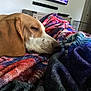 Marshell is registered to the contest to win money with this photo: dog, sleeping, blanket, brown, white, indoor, living_room, furniture, television, cozy, resting, pet, canine, colorful, patterned, comfort, home, relaxation, ear, snout