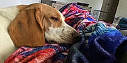 Marshell is registered to the contest to win money with this photo: blanket, brown, closeup, comfort, couch, cozy, dog, ear, furniture, home, indoor, living_room, pet, quiet, relaxing, rest, sleeping, snout, television, white