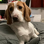 Marshell is registered to the contest to win money with this photo: dog, brown_and_white, indoor, bedroom, blanket, furniture, nightstand, pet, canine, resting, domestic, comfort, relaxed, animal, ears, snout, fur, home, carpet, room