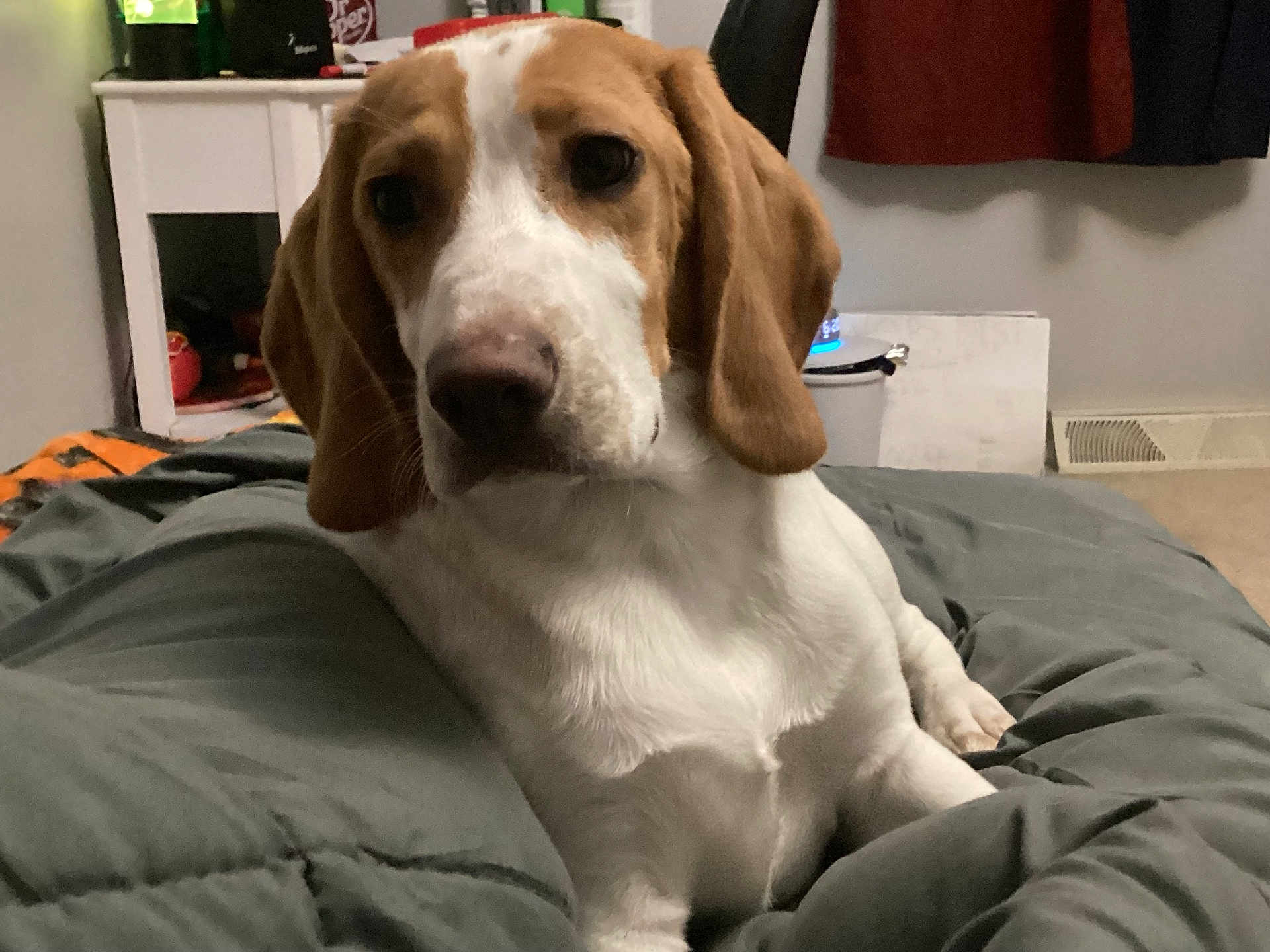 Marshell is registered to the contest to win money with this photo: dog, brown_and_white, indoor, bedroom, blanket, furniture, nightstand, pet, canine, resting, domestic, comfort, relaxed, animal, ears, snout, fur, home, carpet, room