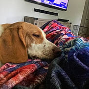 Marshell joined the competition — help win amazing prizes! blanket, brown, cabinets, canine, colorful, comfort, cozy, dog, furniture, home, indoor, living_room, pet, relaxation, resting, sleeping, soft, television, warm, white